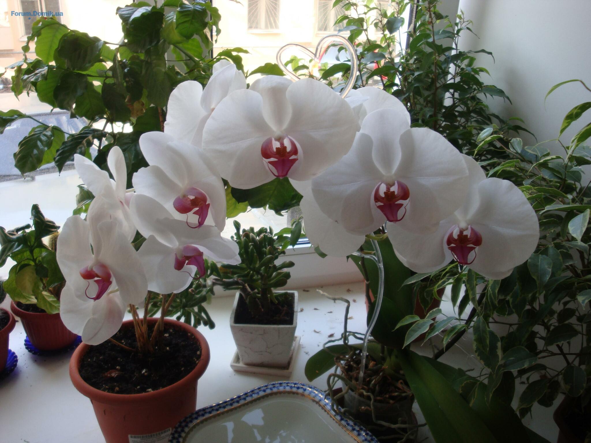 Как правильно ухаживать за орхидеями